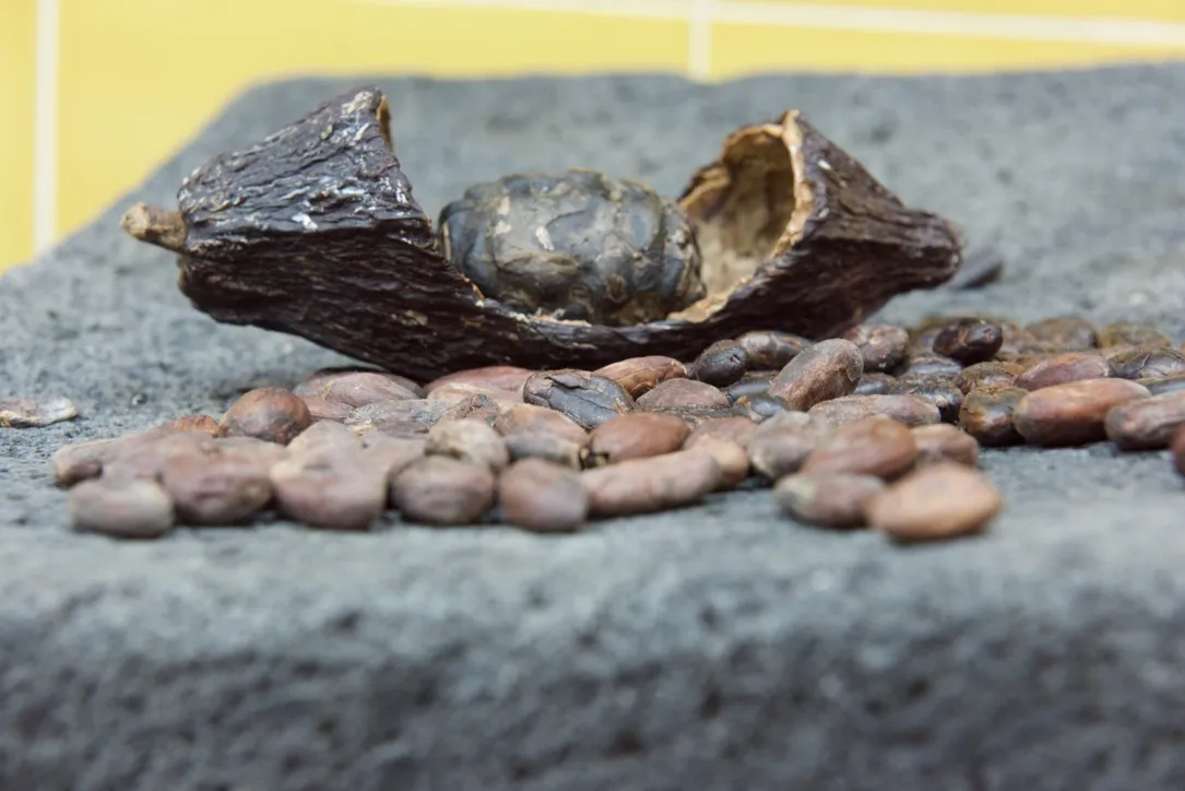 Mayan Monkey Chocolate Factory