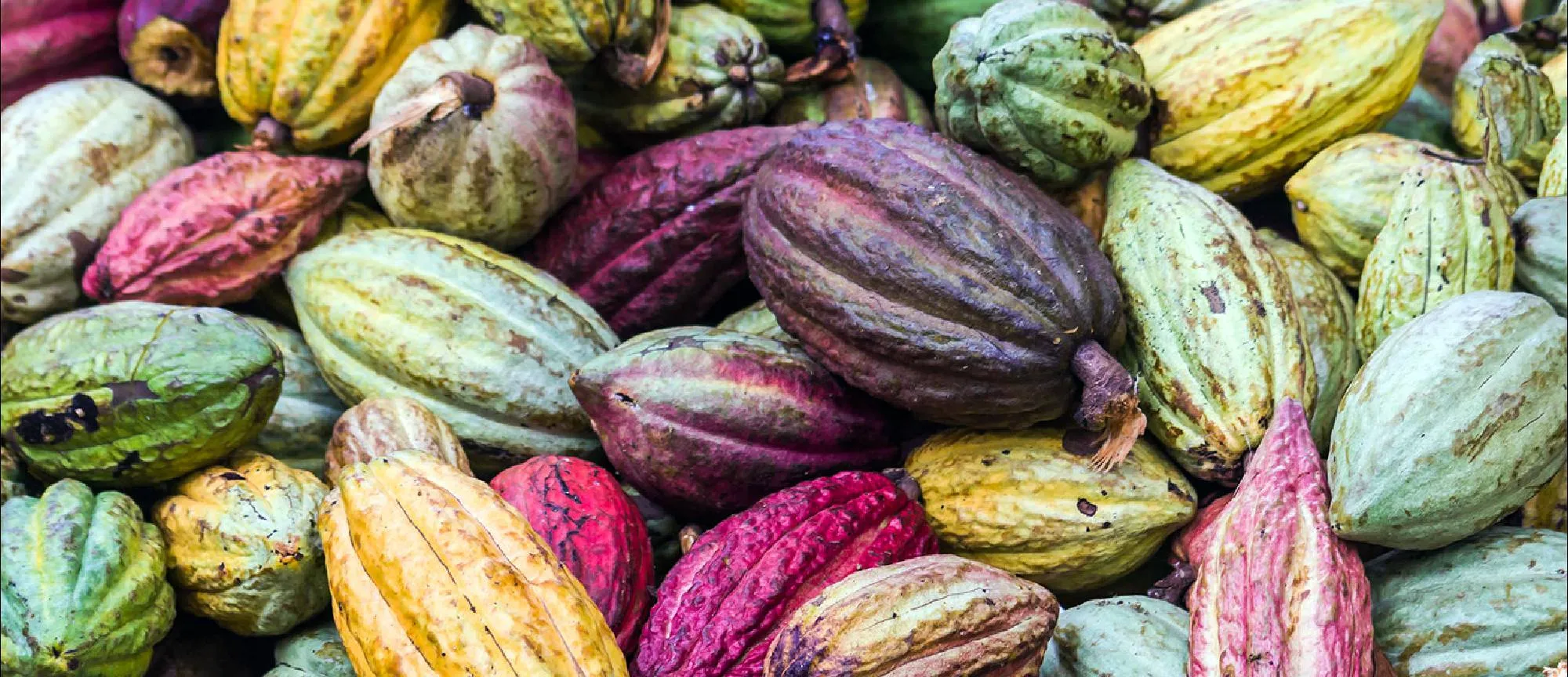 Mayan Monkey Chocolate Factory