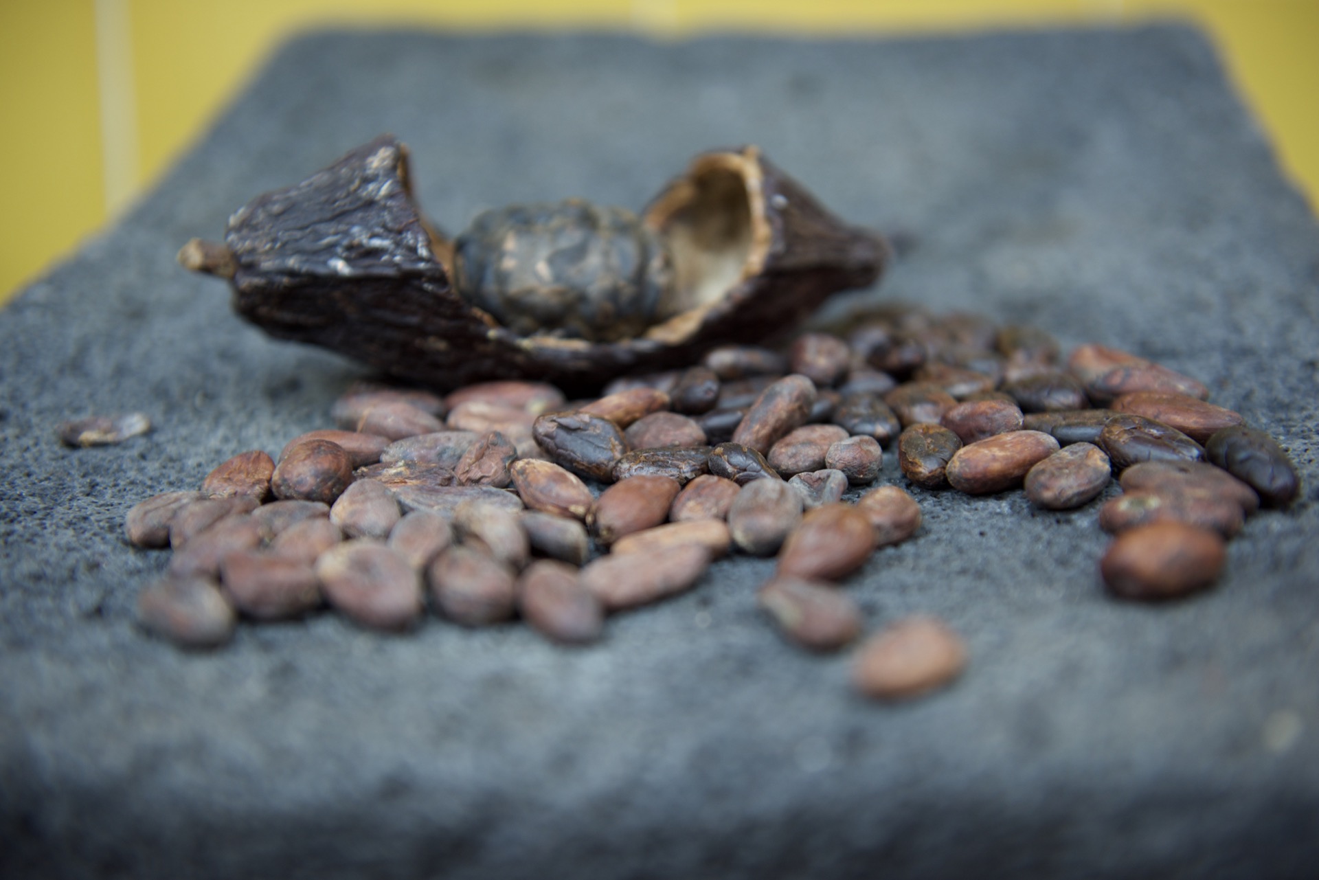 Raw cacao beans on a stone grinder